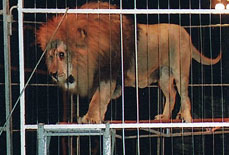 Animals in circuses